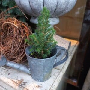 Mini Kerstboom Picea Conica | 22cmH
