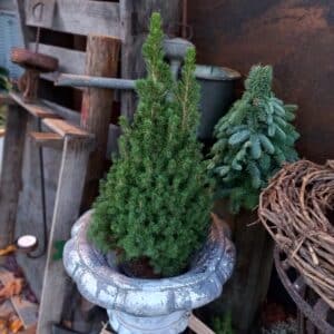 Kerstboom Picea Conica | 75cmH